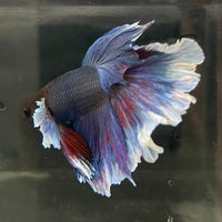 the-fish-farm Male Betta Male Betta - One Only - 10 Choose your favourite Male Betta from The Fish Farm Australia