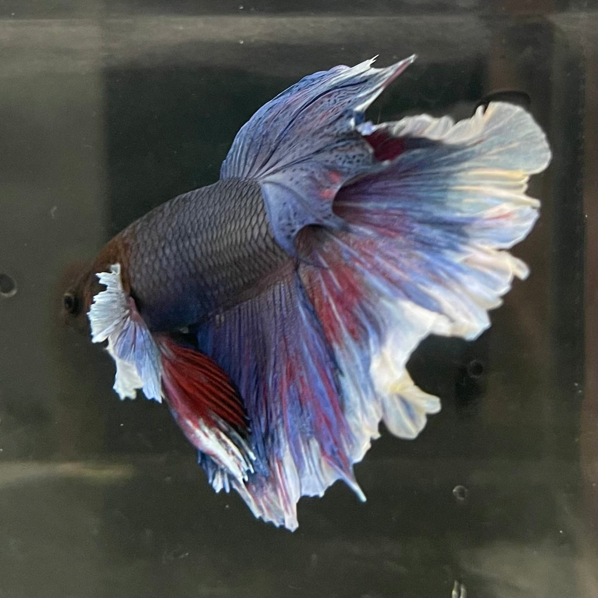 the-fish-farm Male Betta Male Betta - One Only - 10 Choose your favourite Male Betta from The Fish Farm Australia