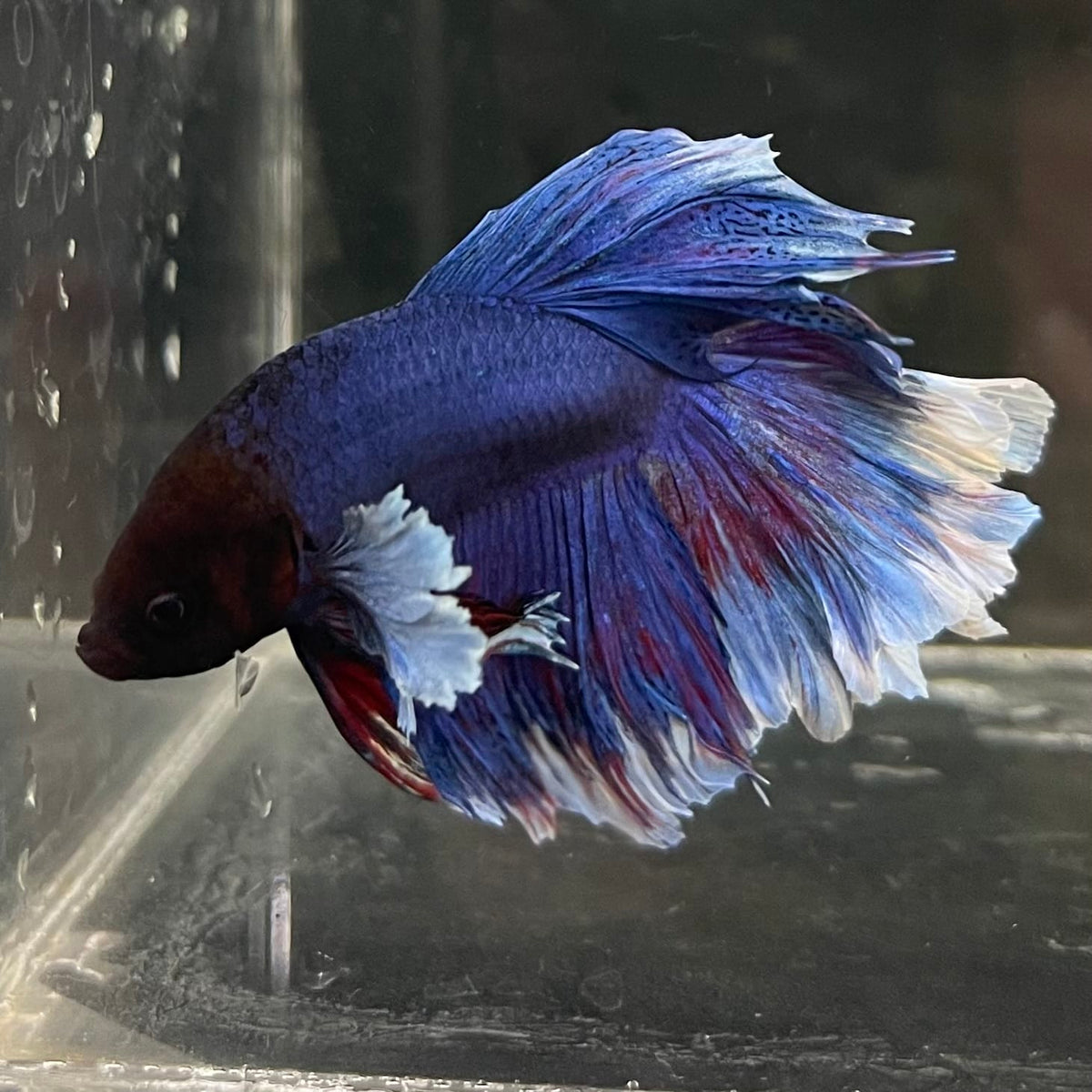 the-fish-farm Male Betta Male Betta - One Only - 10 Choose your favourite Male Betta from The Fish Farm Australia