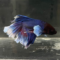 the-fish-farm Male Betta Male Betta - One Only - 10 Choose your favourite Male Betta from The Fish Farm Australia