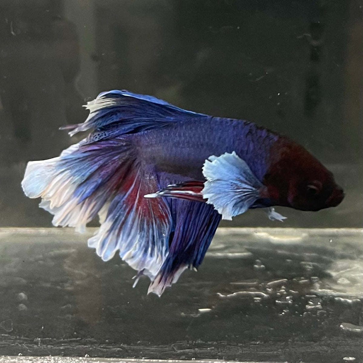the-fish-farm Male Betta Male Betta - One Only - 10 Choose your favourite Male Betta from The Fish Farm Australia