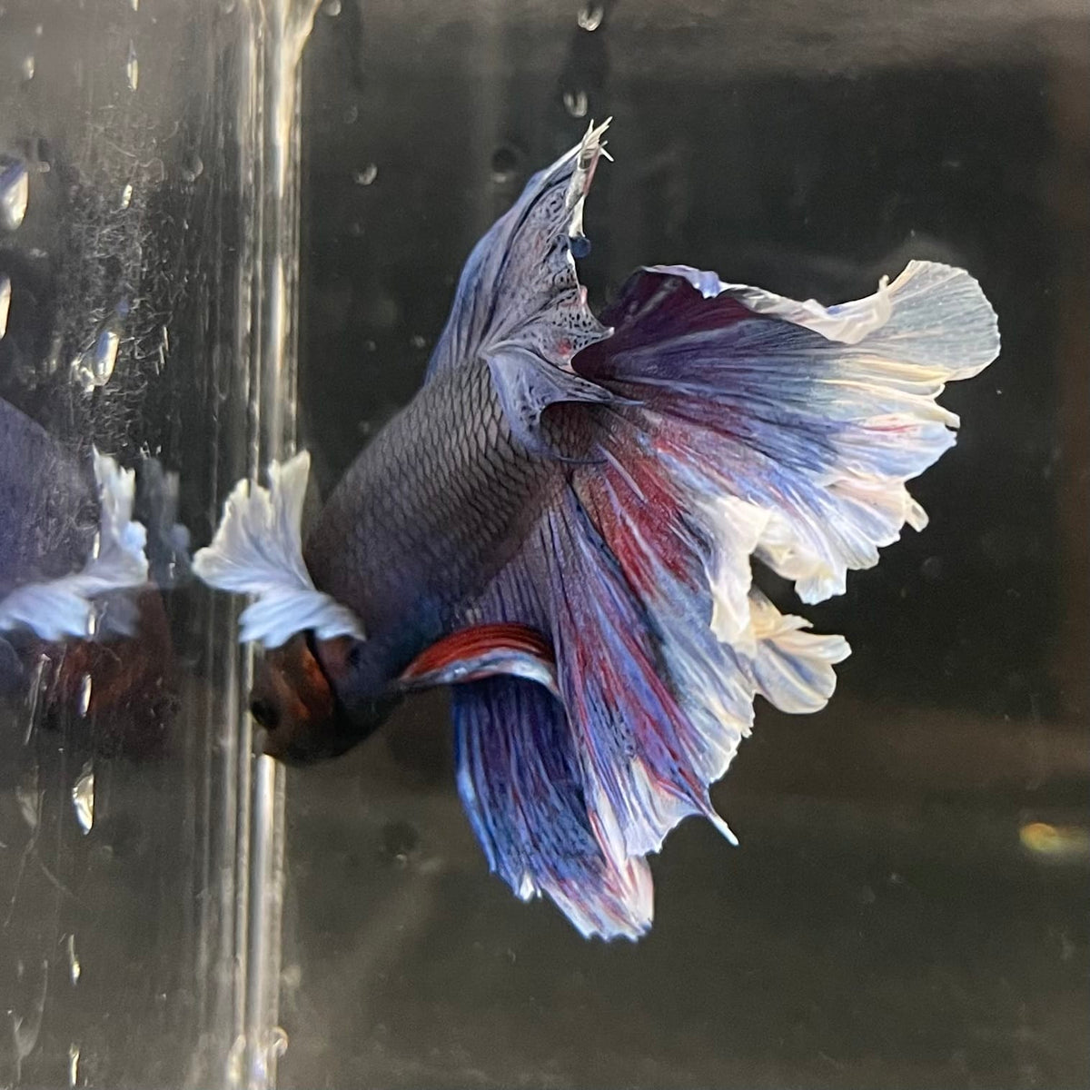 the-fish-farm Male Betta Male Betta - One Only - 10 Choose your favourite Male Betta from The Fish Farm Australia
