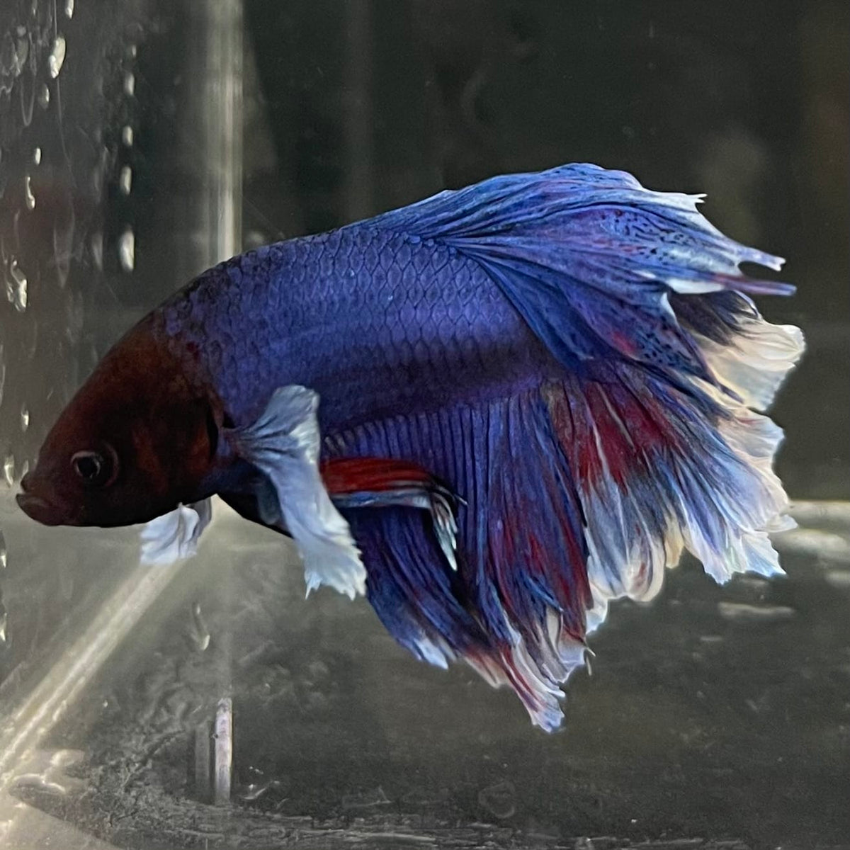 the-fish-farm Male Betta Male Betta - One Only - 10 Choose your favourite Male Betta from The Fish Farm Australia
