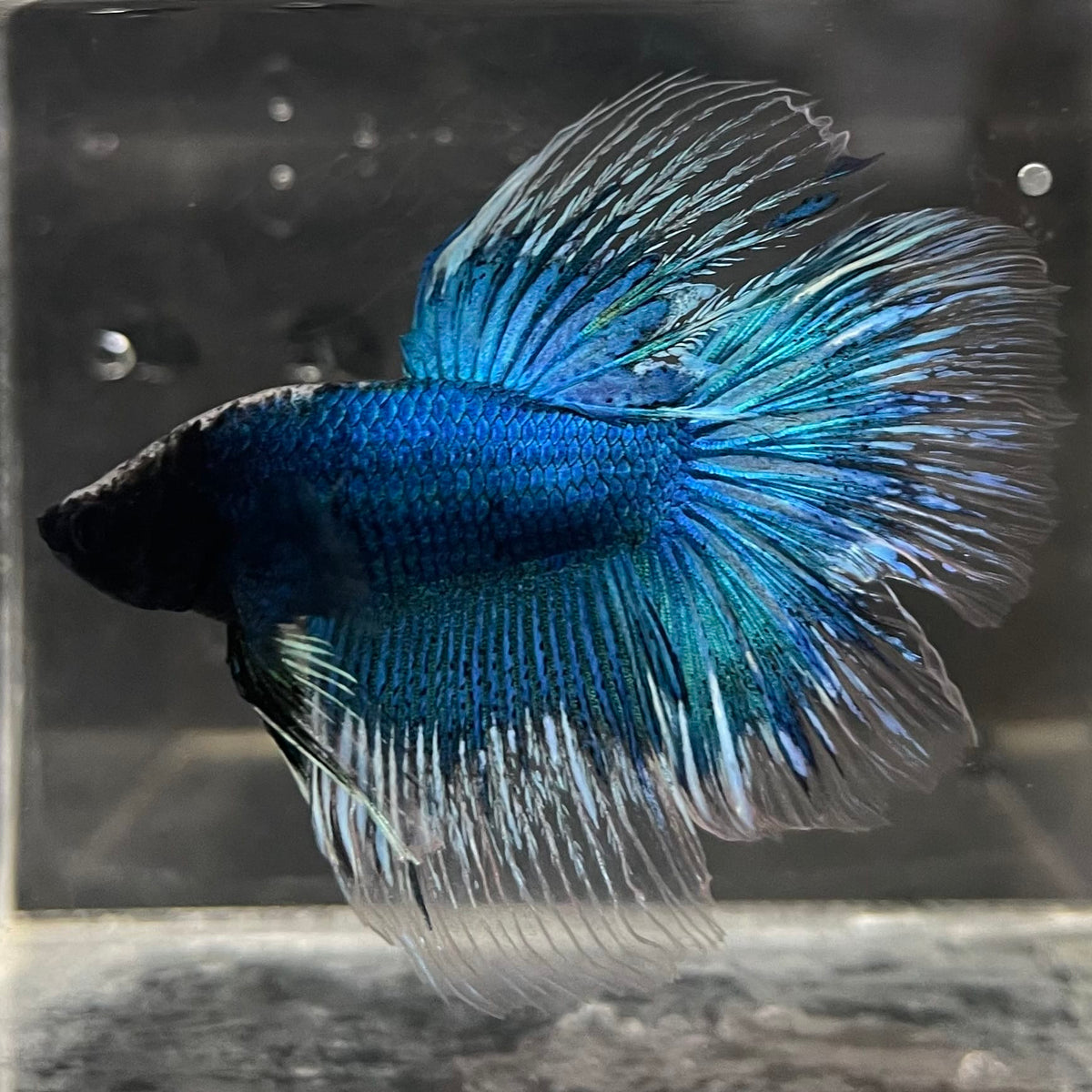 the-fish-farm Male Betta Male Betta - One Only - 10 Choose your favourite Male Betta from The Fish Farm Australia