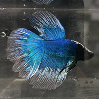 the-fish-farm Male Betta Male Betta - One Only - 10 Choose your favourite Male Betta from The Fish Farm Australia