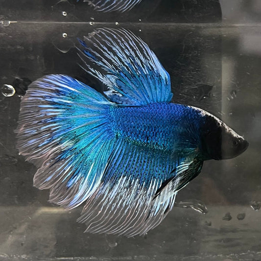 the-fish-farm Male Betta Male Betta - One Only - 10 Choose your favourite Male Betta from The Fish Farm Australia