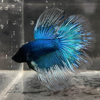 the-fish-farm Male Betta Male Betta - One Only - 10 Choose your favourite Male Betta from The Fish Farm Australia