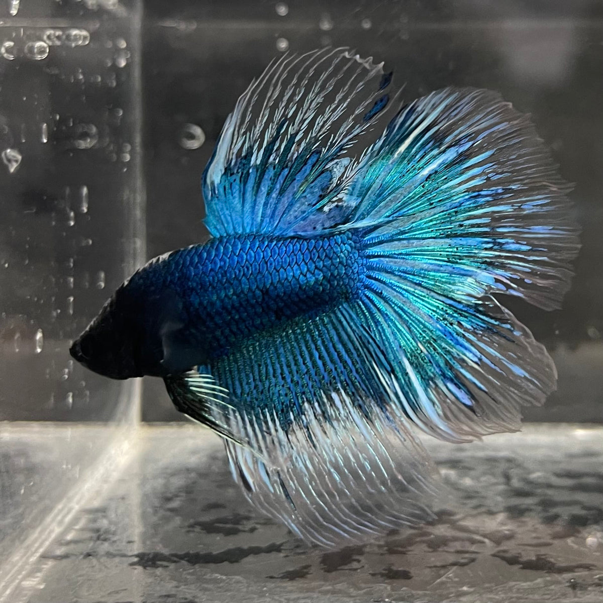 the-fish-farm Male Betta Male Betta - One Only - 10 Choose your favourite Male Betta from The Fish Farm Australia