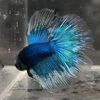 the-fish-farm Male Betta Male Betta - One Only - 10 Choose your favourite Male Betta from The Fish Farm Australia