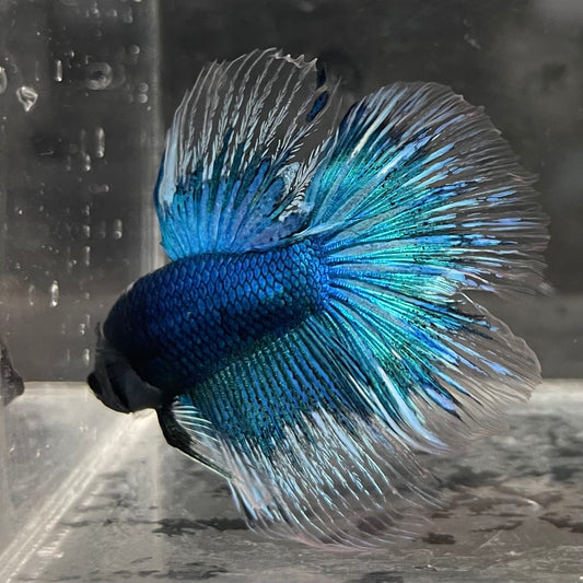 the-fish-farm Male Betta Male Betta - One Only - 10 Choose your favourite Male Betta from The Fish Farm Australia