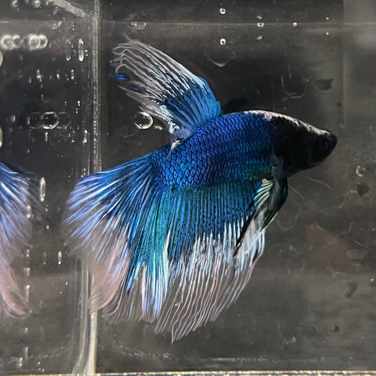 the-fish-farm Male Betta Male Betta - One Only - 10 Choose your favourite Male Betta from The Fish Farm Australia