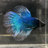 the-fish-farm Male Betta Male Betta - One Only - 10 Choose your favourite Male Betta from The Fish Farm Australia