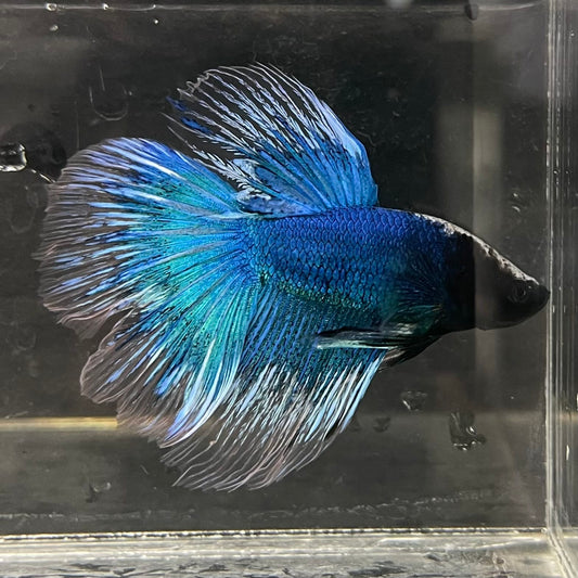 the-fish-farm Male Betta Male Betta - One Only - 10 Choose your favourite Male Betta from The Fish Farm Australia