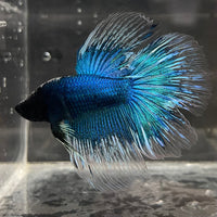 the-fish-farm Male Betta Male Betta - One Only - 10 Choose your favourite Male Betta from The Fish Farm Australia