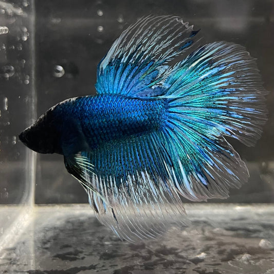 the-fish-farm Male Betta Male Betta - One Only - 10 Choose your favourite Male Betta from The Fish Farm Australia