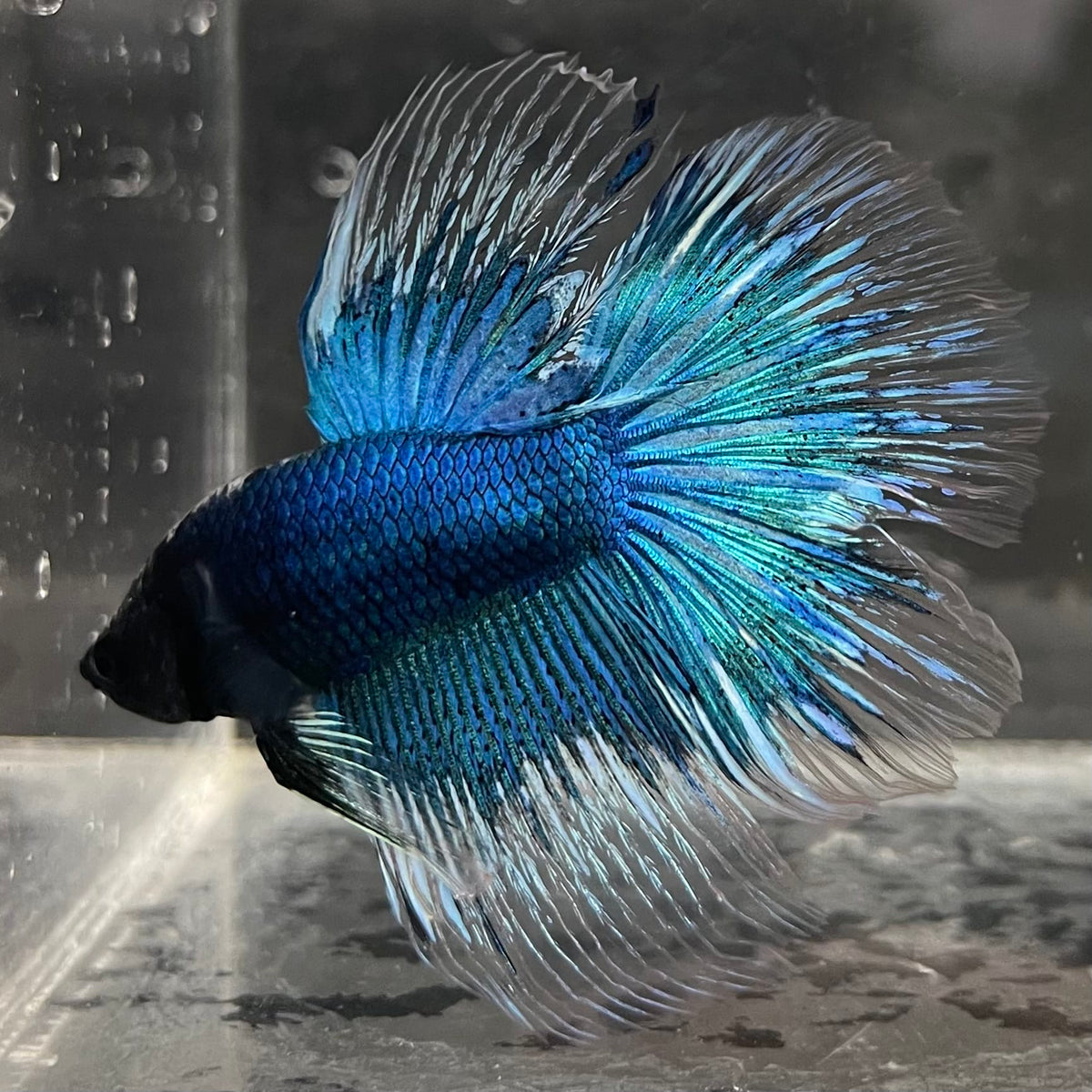 the-fish-farm Male Betta Male Betta - One Only - 10 Choose your favourite Male Betta from The Fish Farm Australia