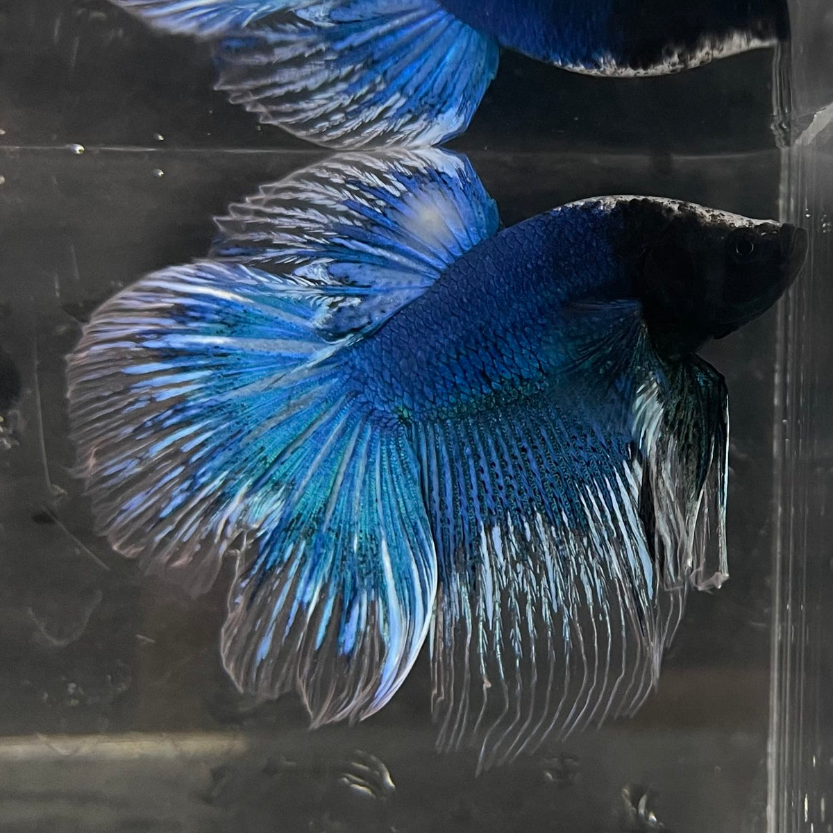 the-fish-farm Male Betta Male Betta - One Only - 10 Choose your favourite Male Betta from The Fish Farm Australia