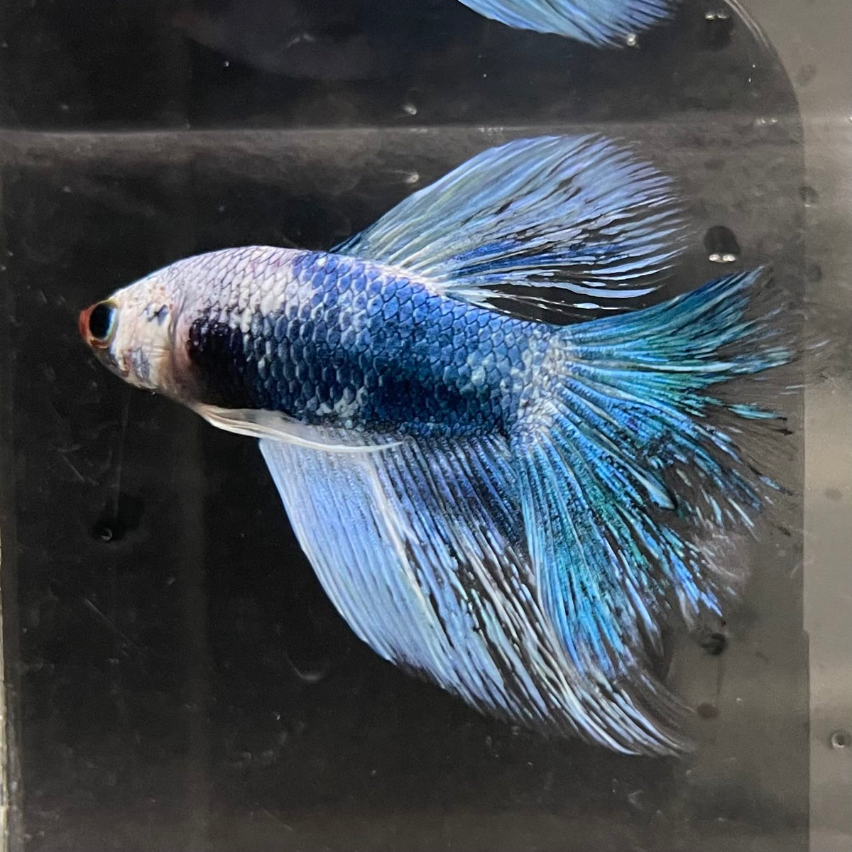 the-fish-farm Male Betta Male Betta - One Only - 10 Choose your favourite Male Betta from The Fish Farm Australia