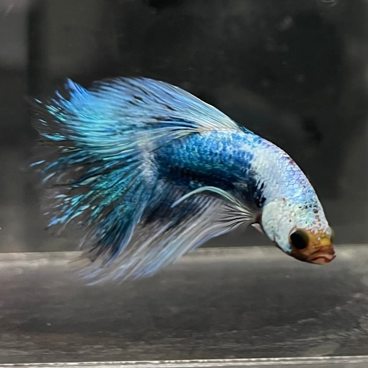 the-fish-farm Male Betta Male Betta - One Only - 10 Choose your favourite Male Betta from The Fish Farm Australia