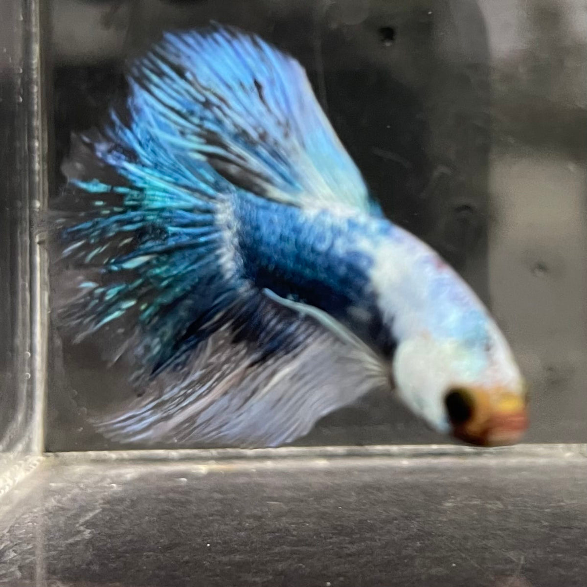 the-fish-farm Male Betta Male Betta - One Only - 10 Choose your favourite Male Betta from The Fish Farm Australia