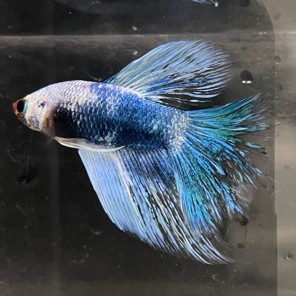 the-fish-farm Male Betta Male Betta - One Only - 10 Choose your favourite Male Betta from The Fish Farm Australia
