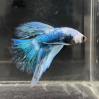 the-fish-farm Male Betta Male Betta - One Only - 10 Choose your favourite Male Betta from The Fish Farm Australia