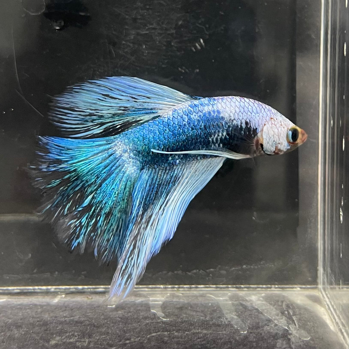 the-fish-farm Male Betta Male Betta - One Only - 10 Choose your favourite Male Betta from The Fish Farm Australia