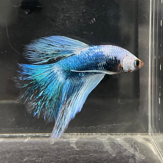 the-fish-farm Male Betta Male Betta - One Only - 10 Choose your favourite Male Betta from The Fish Farm Australia