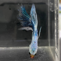 the-fish-farm Male Betta Male Betta - One Only - 10 Choose your favourite Male Betta from The Fish Farm Australia