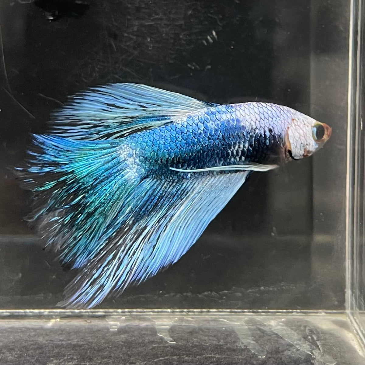 the-fish-farm Male Betta Male Betta - One Only - 10 Choose your favourite Male Betta from The Fish Farm Australia