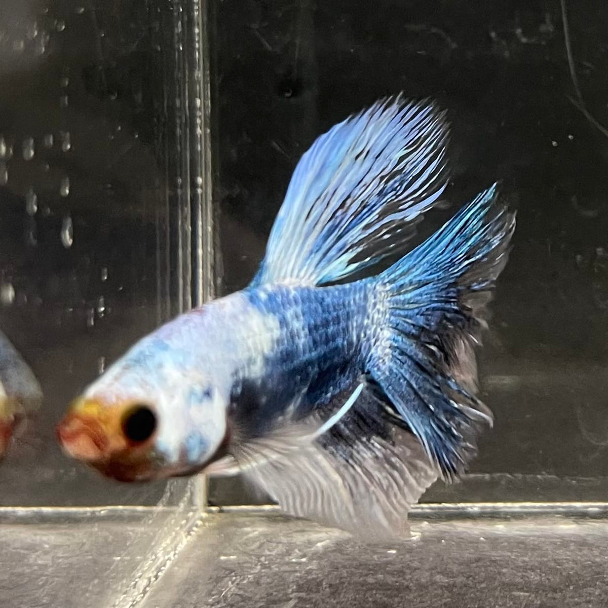 the-fish-farm Male Betta Male Betta - One Only - 10 Choose your favourite Male Betta from The Fish Farm Australia