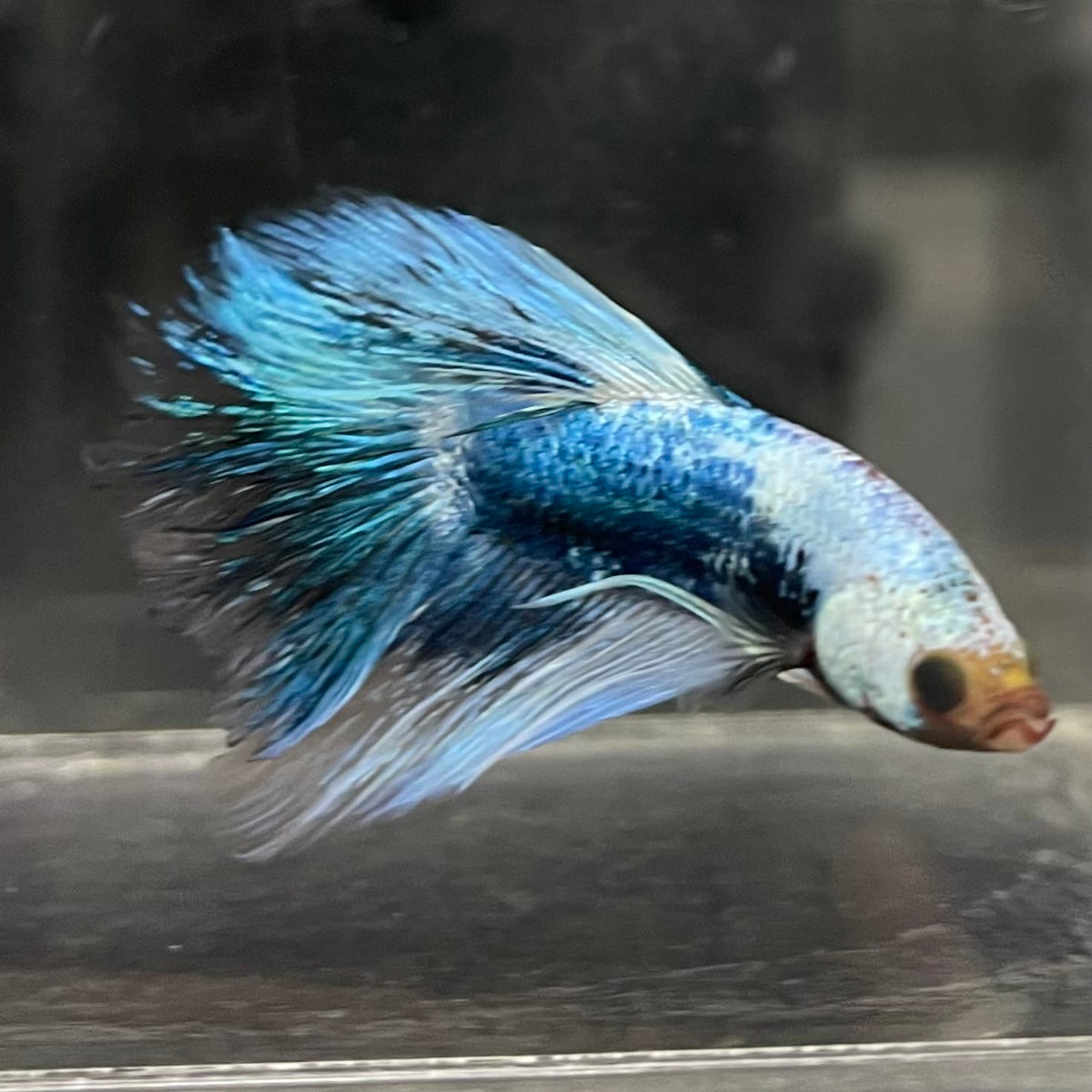 the-fish-farm Male Betta Male Betta - One Only - 10 Choose your favourite Male Betta from The Fish Farm Australia