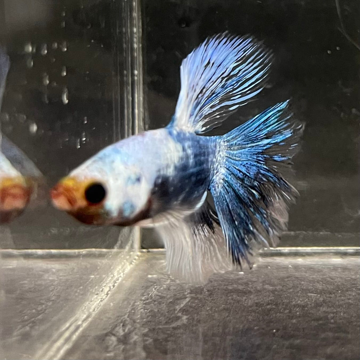 the-fish-farm Male Betta Male Betta - One Only - 10 Choose your favourite Male Betta from The Fish Farm Australia