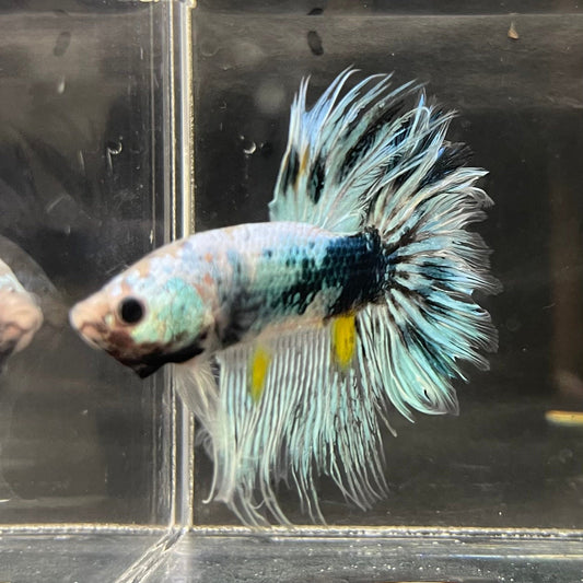 the-fish-farm Male Betta Male Betta - One Only - 11 Choose your favourite Male Betta from The Fish Farm Australia
