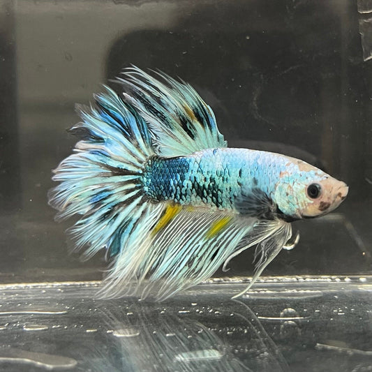 the-fish-farm Male Betta Male Betta - One Only - 11 Choose your favourite Male Betta from The Fish Farm Australia