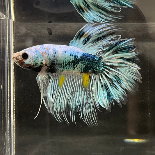 the-fish-farm Male Betta Male Betta - One Only - 11 Choose your favourite Male Betta from The Fish Farm Australia