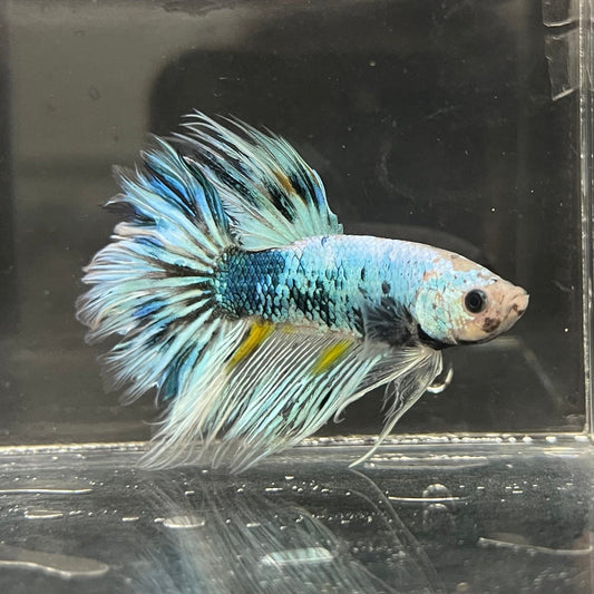 the-fish-farm Male Betta Male Betta - One Only - 11 Choose your favourite Male Betta from The Fish Farm Australia