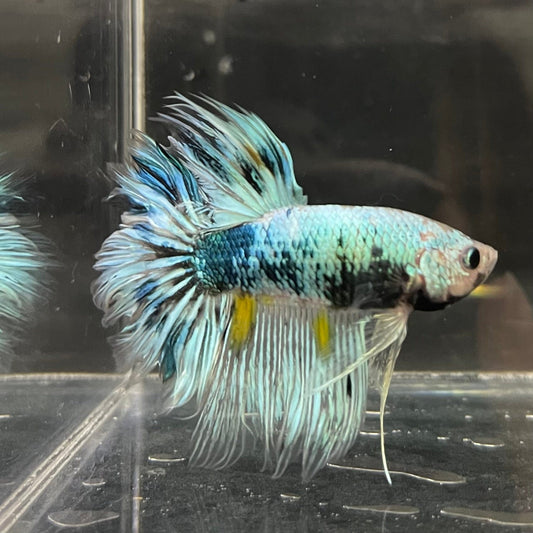 the-fish-farm Male Betta Male Betta - One Only - 11 Choose your favourite Male Betta from The Fish Farm Australia