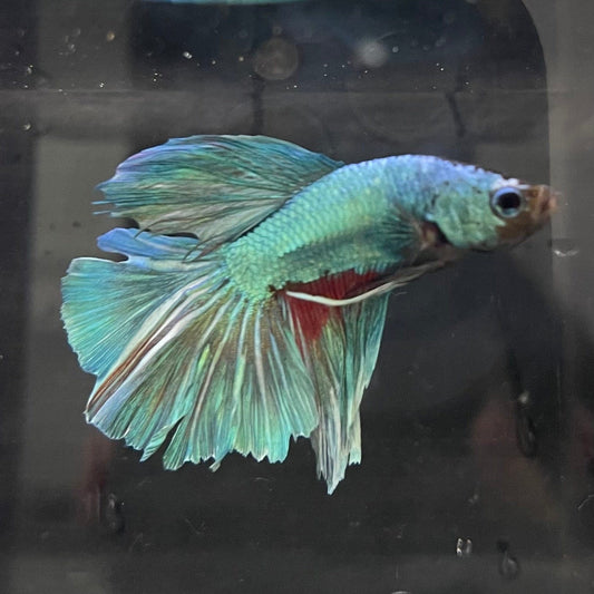 the-fish-farm Male Betta Male Betta - One Only - 11 Choose your favourite Male Betta from The Fish Farm Australia
