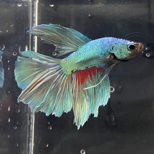 the-fish-farm Male Betta Male Betta - One Only - 11 Choose your favourite Male Betta from The Fish Farm Australia
