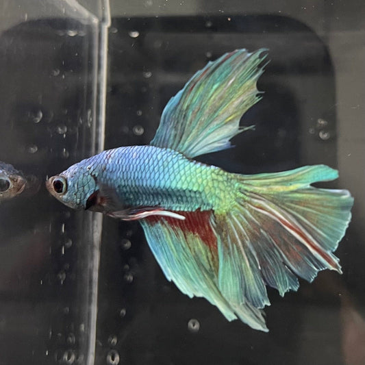 the-fish-farm Male Betta Male Betta - One Only - 11 Choose your favourite Male Betta from The Fish Farm Australia
