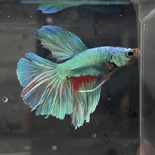 the-fish-farm Male Betta Male Betta - One Only - 11 Choose your favourite Male Betta from The Fish Farm Australia
