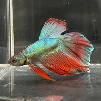 the-fish-farm Male Betta Male Betta - One Only - 11 Choose your favourite Male Betta from The Fish Farm Australia