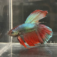 the-fish-farm Male Betta Male Betta - One Only - 11 Choose your favourite Male Betta from The Fish Farm Australia