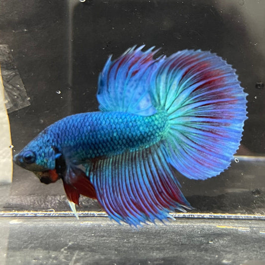 the-fish-farm Male Betta Male Betta - One Only - 11 Choose your favourite Male Betta from The Fish Farm Australia