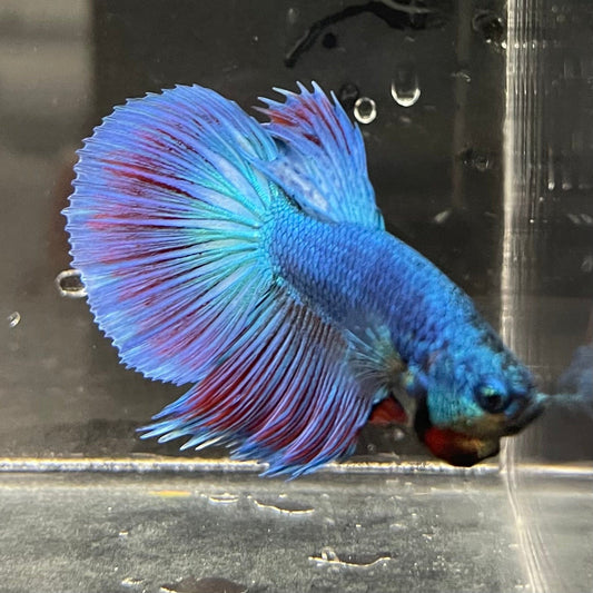 the-fish-farm Male Betta Male Betta - One Only - 11 Choose your favourite Male Betta from The Fish Farm Australia