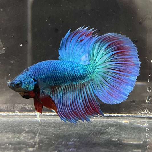 the-fish-farm Male Betta Male Betta - One Only - 11 Choose your favourite Male Betta from The Fish Farm Australia