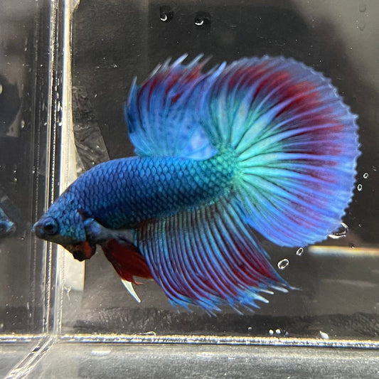 the-fish-farm Male Betta Male Betta - One Only - 11 Choose your favourite Male Betta from The Fish Farm Australia