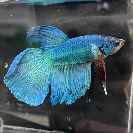 the-fish-farm Male Betta Male Betta - One Only - 11 Choose your favourite Male Betta from The Fish Farm Australia