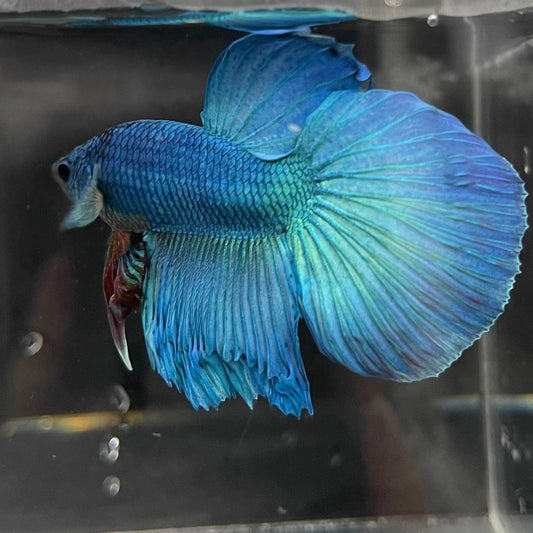 the-fish-farm Male Betta Male Betta - One Only - 11 Choose your favourite Male Betta from The Fish Farm Australia